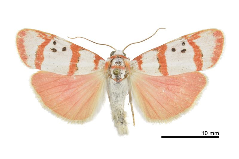 Cyana quadripartita Male